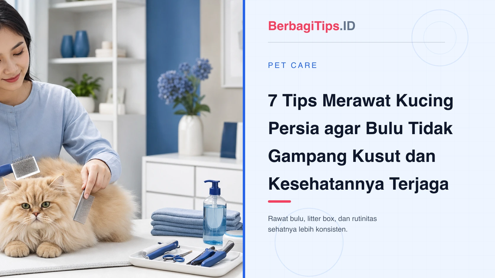 7 Tips Merawat Kucing Persia agar Bulu Tidak Gampang Kusut dan Kesehatannya Terjaga